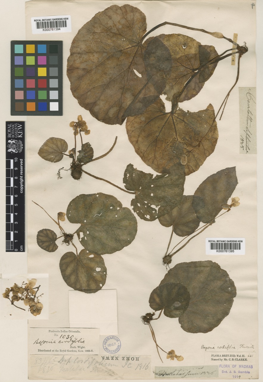 B. cordifolia var. cordifolia